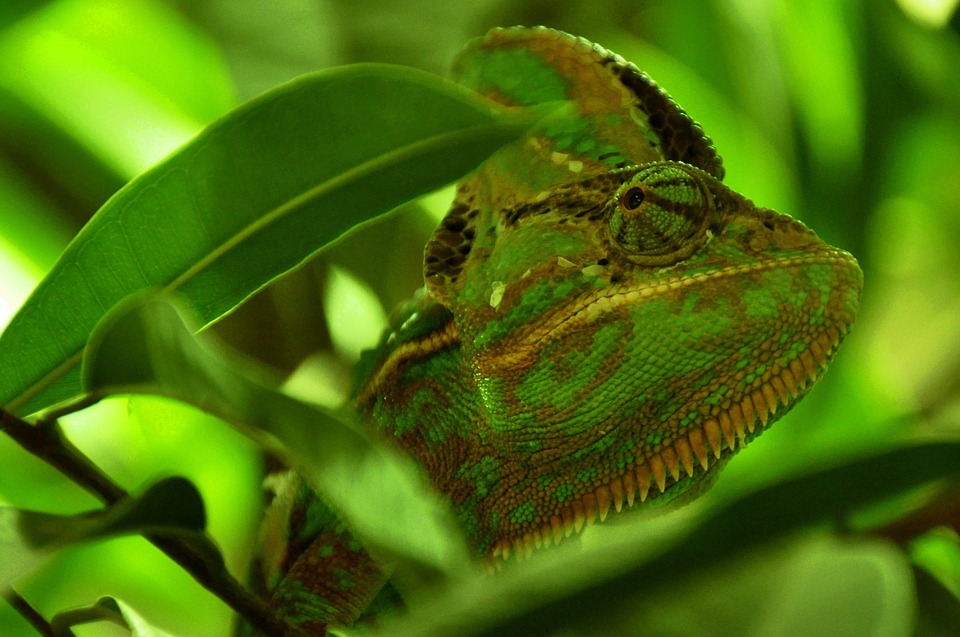 Chameleons on tree
