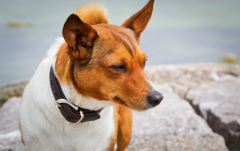 dog with collar